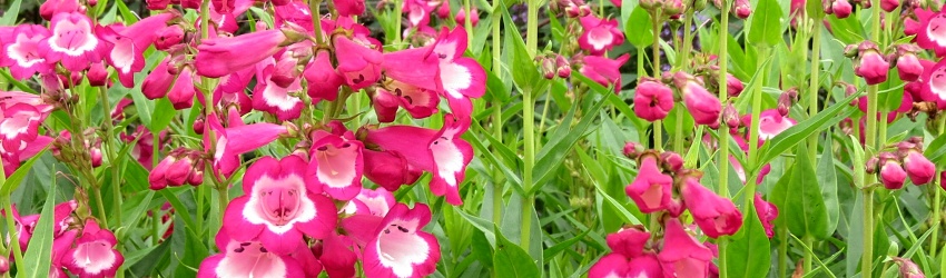 Penstemon banner